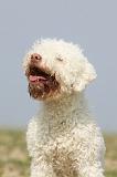 LAGOTTO 139
